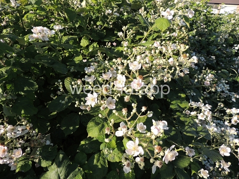 blackberry, Himalaya